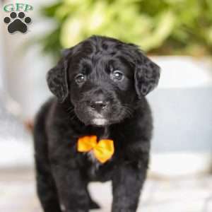 Tate, Golden Mountain Doodle Puppy